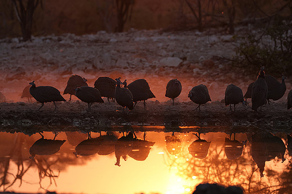 Helmeted guineafowl - Ongava Private Reserve
