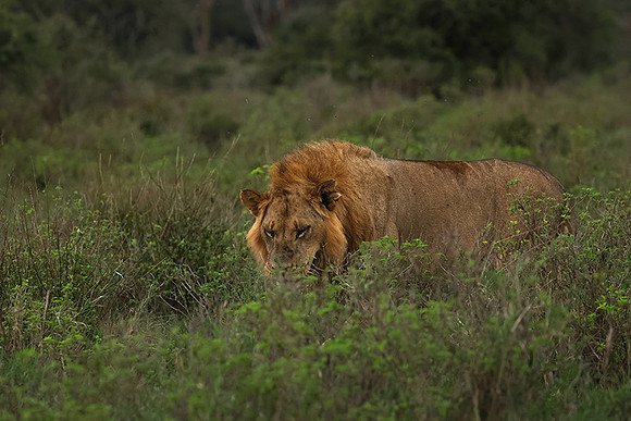 Nakuru