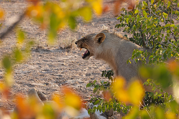 Ongava Private Reserve