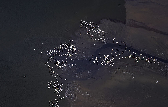 Pelicans from helicopter