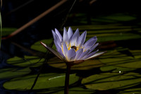 Lotus flowers - Botswana