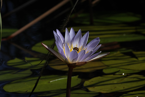 Lotus flowers - Botswana
