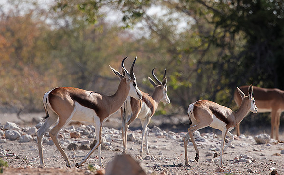 Ongava Private Reserve