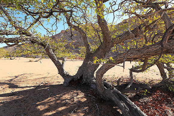 Damaraland
