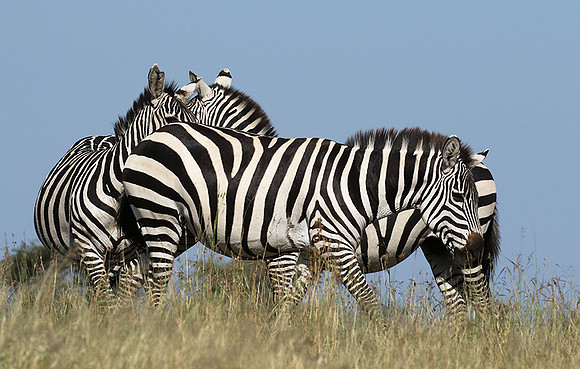 Serengeti - Grumeti Private Reserve