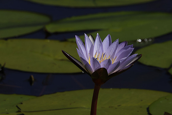 Lotus flowers - Botswana