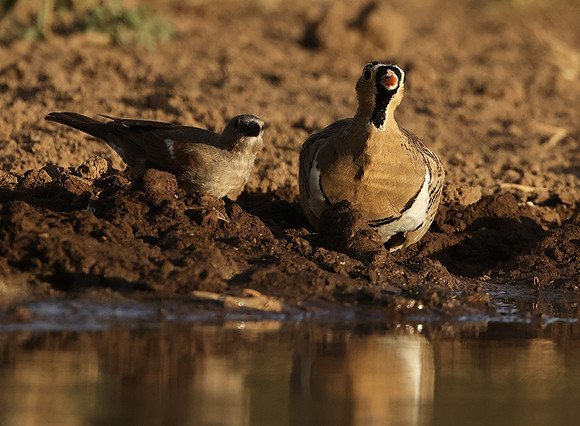Black-faced sangrouses - Shompole