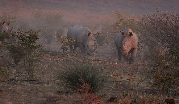 White rhinos  -  Ongava Private Reserve