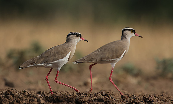 Crowned lapwing - Shompole