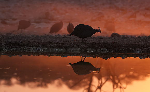 Helmeted guineafowl - Ongava Private Reserve