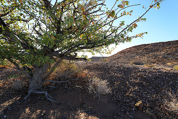 Damaraland