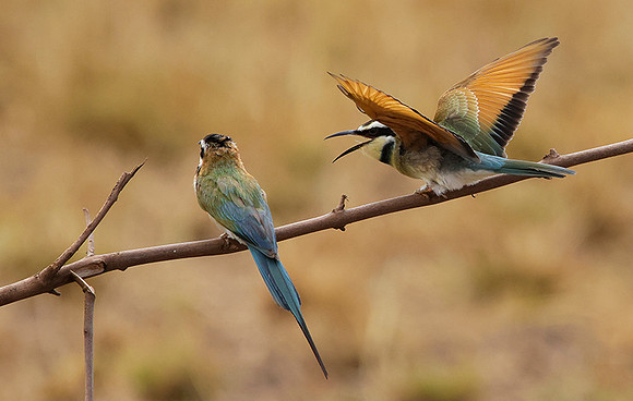 White-throated bee-eater - Shompole