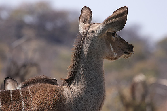 Onguma Private Reserve