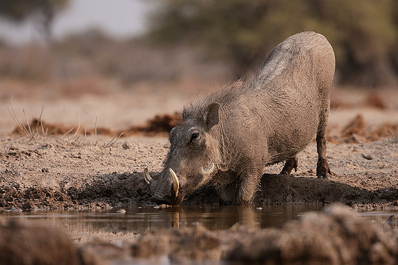 Ongava Private Reserve