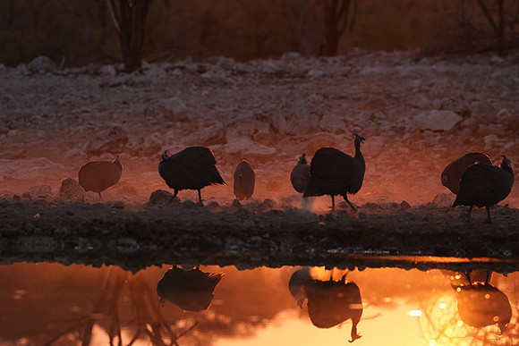 Helmeted guineafowl - Ongava Private Reserve