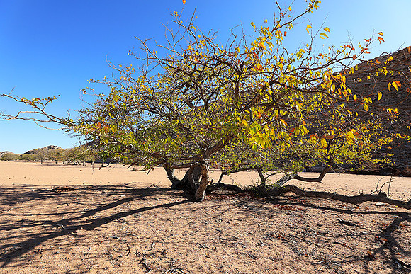 Damaraland