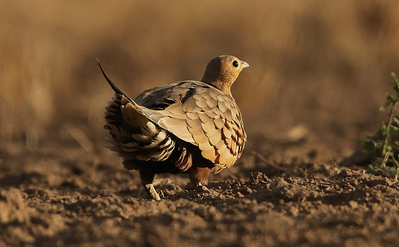 Chestnut-bellied sandgrouse - Shompole