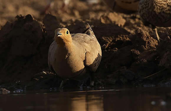 Chestnut-bellied sandgrouse - Shompole