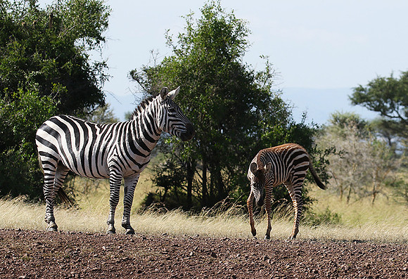 Serengeti - Grumeti Private Reserve
