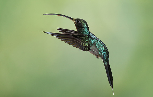 Green hermit