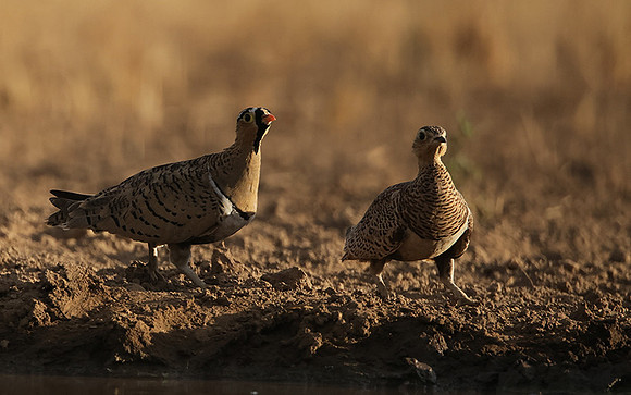 Black-faced sangrouses - Shompole