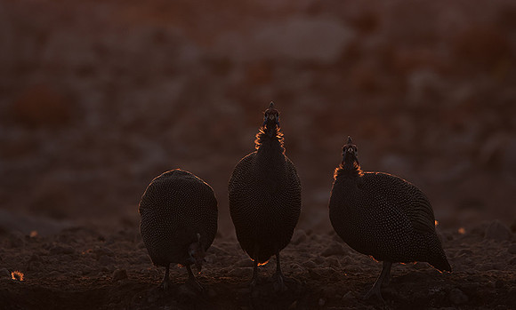 Helmeted guineafowl - Ongava Private Reserve