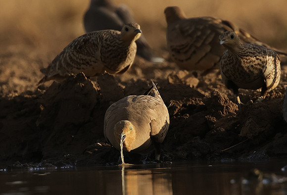 Chestnut-bellied sandgrouse - Shompole