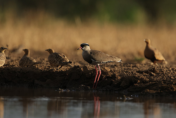 Crowned lapwing - Shompole