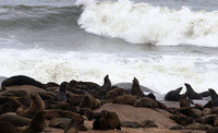 Cape fur seals - Skeleton coast