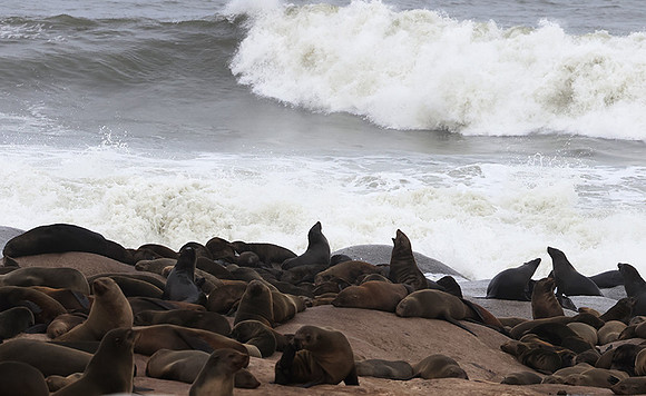 Cape fur seals - Skeleton coast
