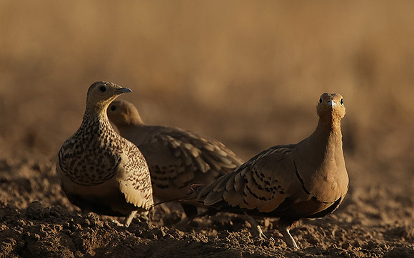 Chestnut-bellied sandgrouse - Shompole