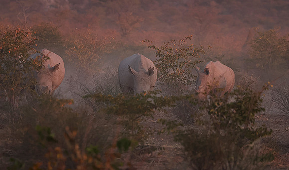 White rhinos  -  Ongava Private Reserve