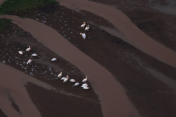 Pelicans from helicopter