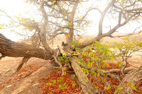 Hoanib river bed