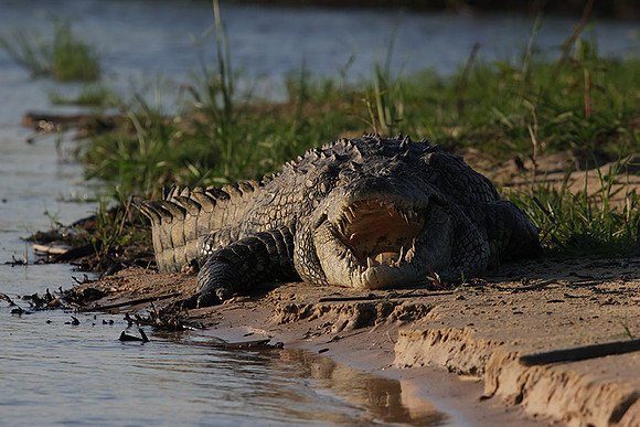 Delta of Okavango