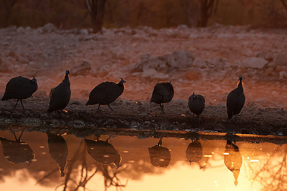 Helmeted guineafowl - Ongava Private Reserve