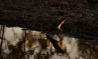 Spotted thick-knee - Tau Pan