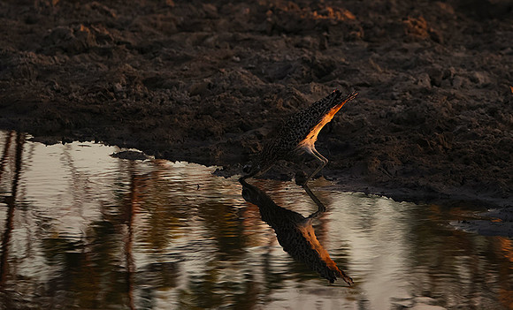 Spotted thick-knee - Tau Pan