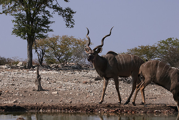 Onguma Private Reserve