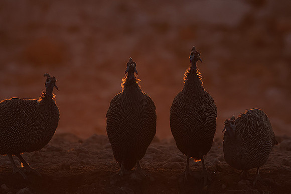 Helmeted guineafowl - Ongava Private Reserve