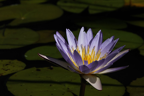 Lotus flowers - Botswana