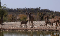 Onguma Private Reserve
