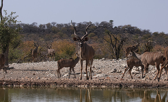 Onguma Private Reserve