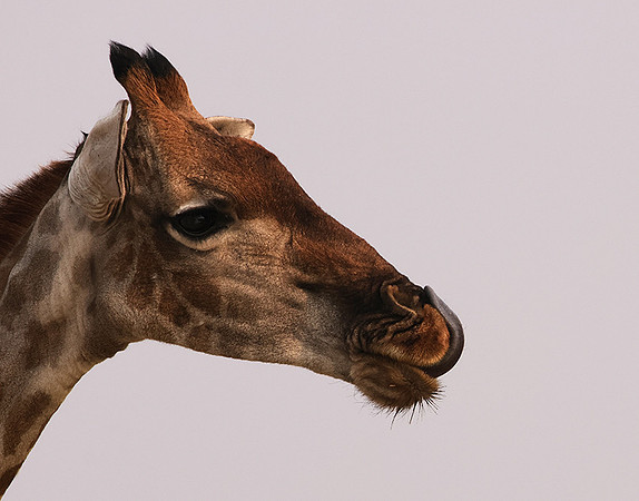 Onguma Private Reserve
