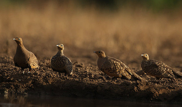 Chestnut-bellied sandgrouse - Shompole