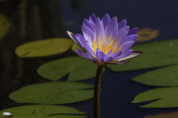 Lotus flowers - Botswana