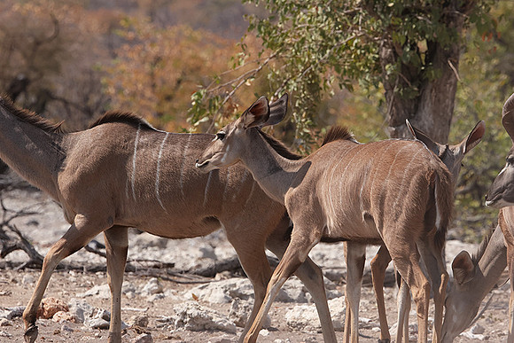 Onguma Private Reserve