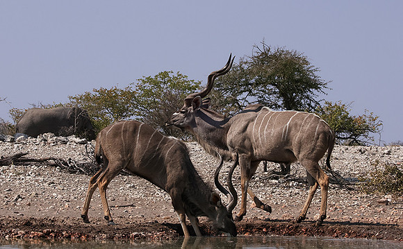 Onguma Private Reserve