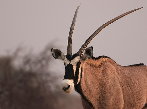 Onguma Private Reserve