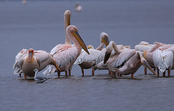 Lake Nakuru